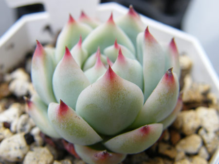 桃太郎