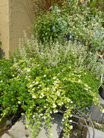 タイム寄せ植え
