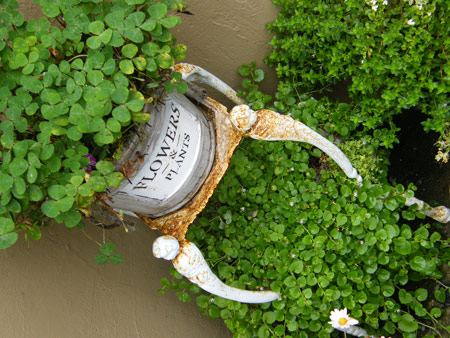パープルクランベリー