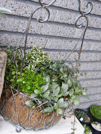 リーフ寄せ植え