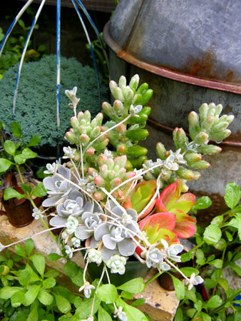多肉寄せ植え
