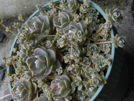 子持ち蓮華