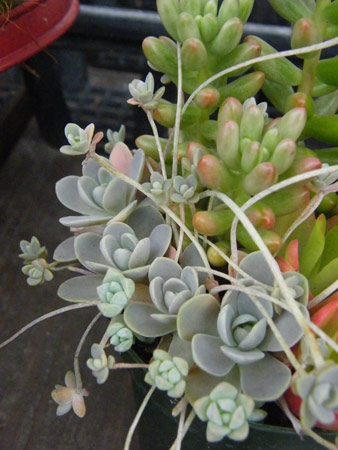 多肉寄せ植え
