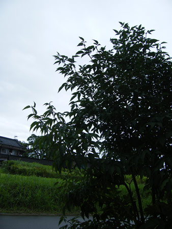 風