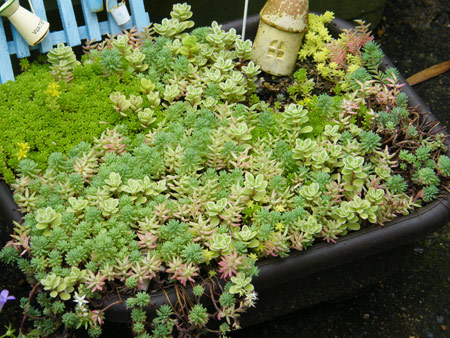 セダムの森1号