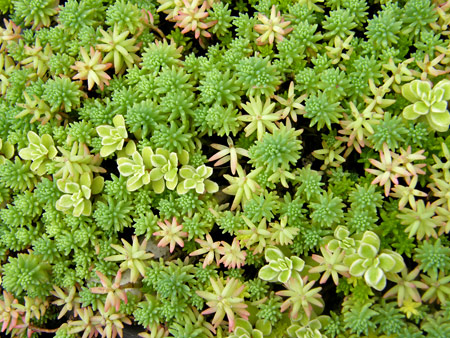 セダムの森1号