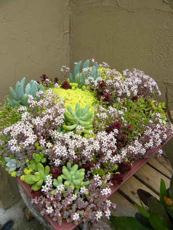 セダムの森