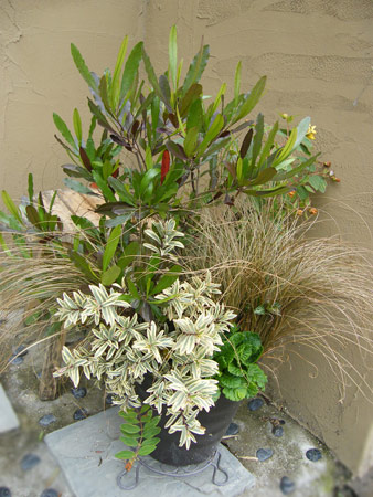 冬の寄せ植え