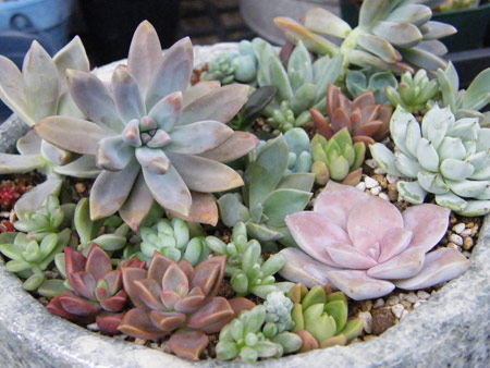 多肉寄せ植え