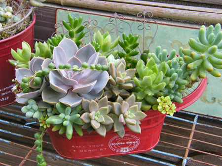 寄せ植え