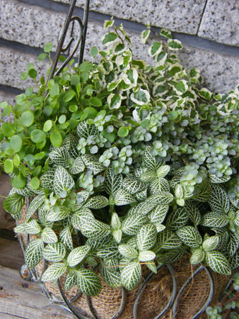 リーフ寄せ植え