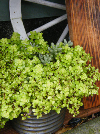 黄金丸葉万年草