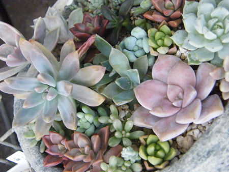 多肉寄せ植え