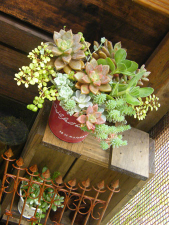 多肉寄せ植え