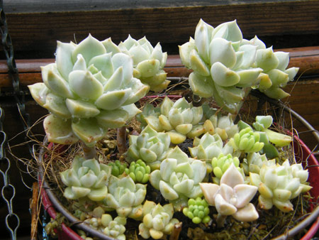白牡丹寄せ植え