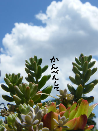 暑い