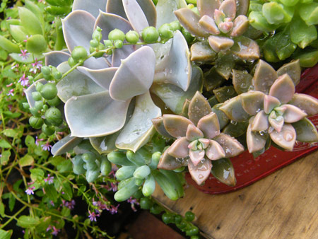 多肉寄せ植え