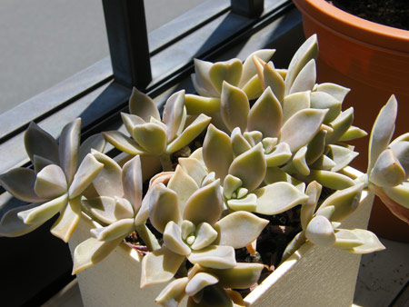 朧月