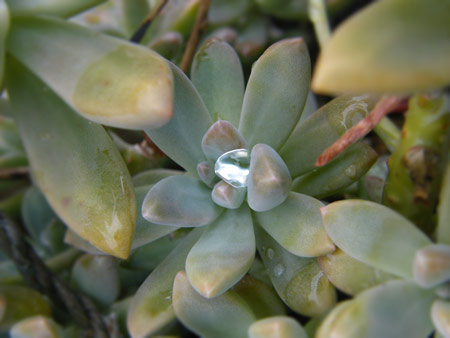 秋麗