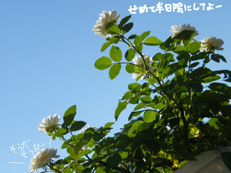 暑い