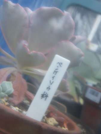 母多肉
