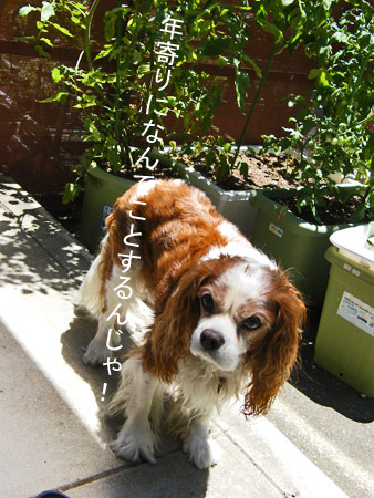 暑い