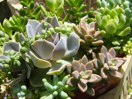 多肉寄せ植え