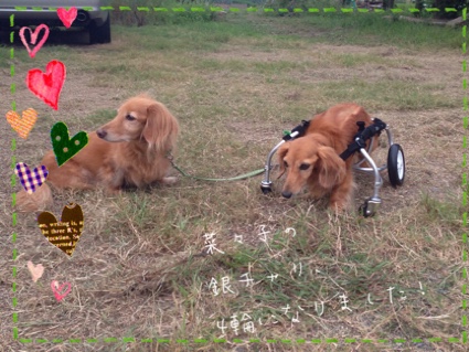 fc2blog_20140921211855fe2.jpg