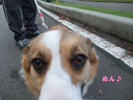 クッキーちゃん♪