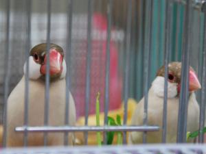 餅丸君・よりちゃん!ピイチク会にエントリー参席です!おめでと~!