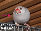 へーちゃんの遺影。。