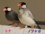 ノブちゃんはトナちゃんと仲良し！