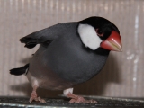 シャッター音で羽が上がるたか君