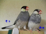 兄みゅ君と９年間いつも一緒でした
