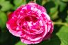 薔薇９