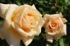 薔薇４