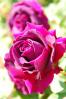 薔薇１２