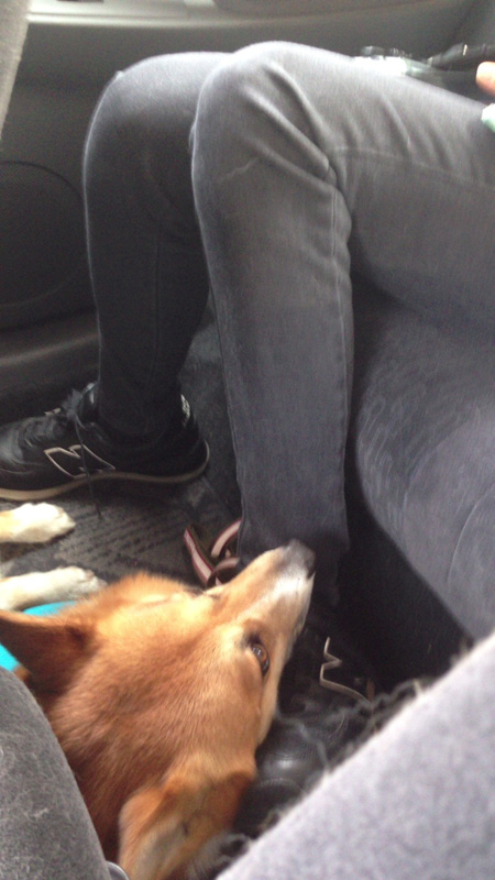 車内①