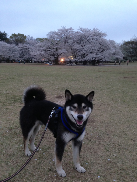 3月29日