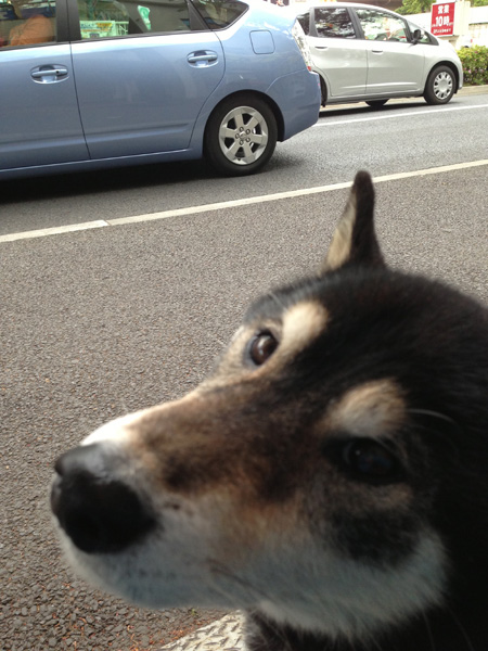 動物病院の前で
