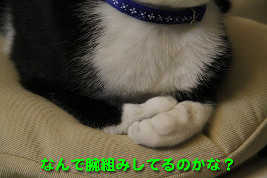 IMG_0010_Rなんで腕組みしてるのかな?