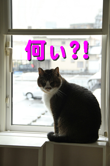 IMG_0404_R何ぃ?!ブン窓際