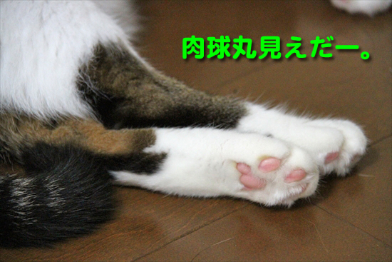 IMG_0036_R肉球丸見えだー。