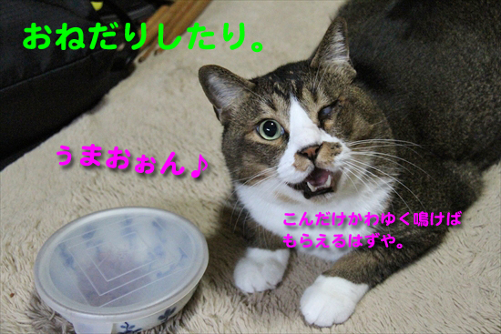 IMG_0126_Rおねだりしたり。