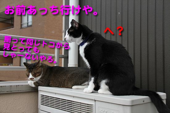 IMG_0005_Rお前あっち行けや。