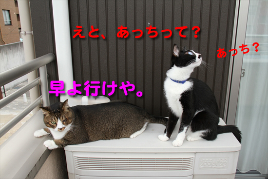 IMG_0040_Rえと、あっちって?あっち?