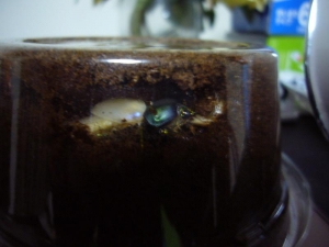 パプキン オス羽化その1