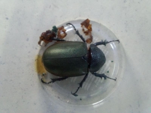 コーカサス♀その2