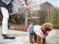 イブ花見