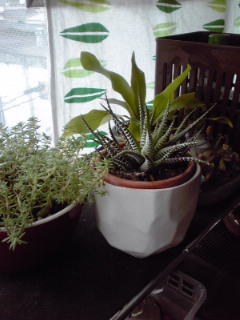 観葉植物